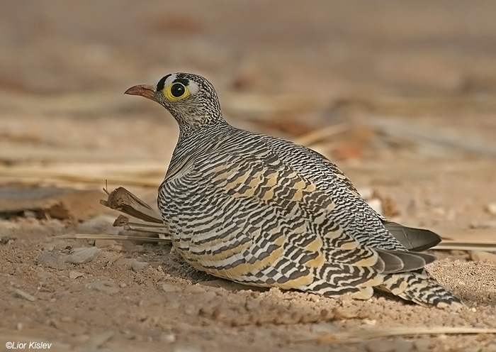    lichtensteins sandgrouse pterocles lichtensteinii          ,2009.: 